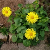 Kozji cvijet (doronicum): uzgoj iz sjemena, kada saditi, fotografija